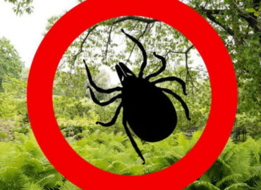 Боррелиоз или болезнь Лайма