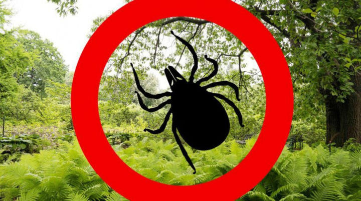 Бореліоз або хвороба Лайма