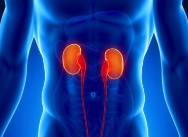 Здоровая мочевыводящая система-важность и Преимущества УЗИ почек