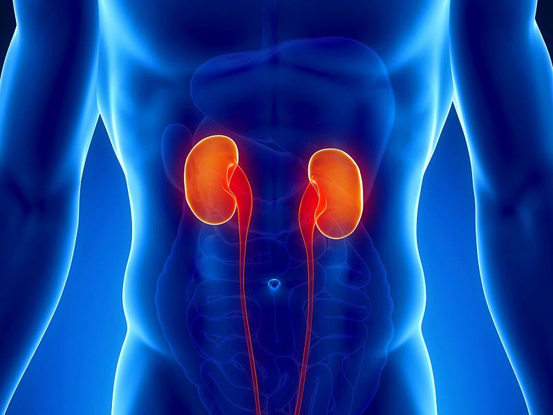 Здорова сечовивідна система – Важливість та переваги УЗД нирок