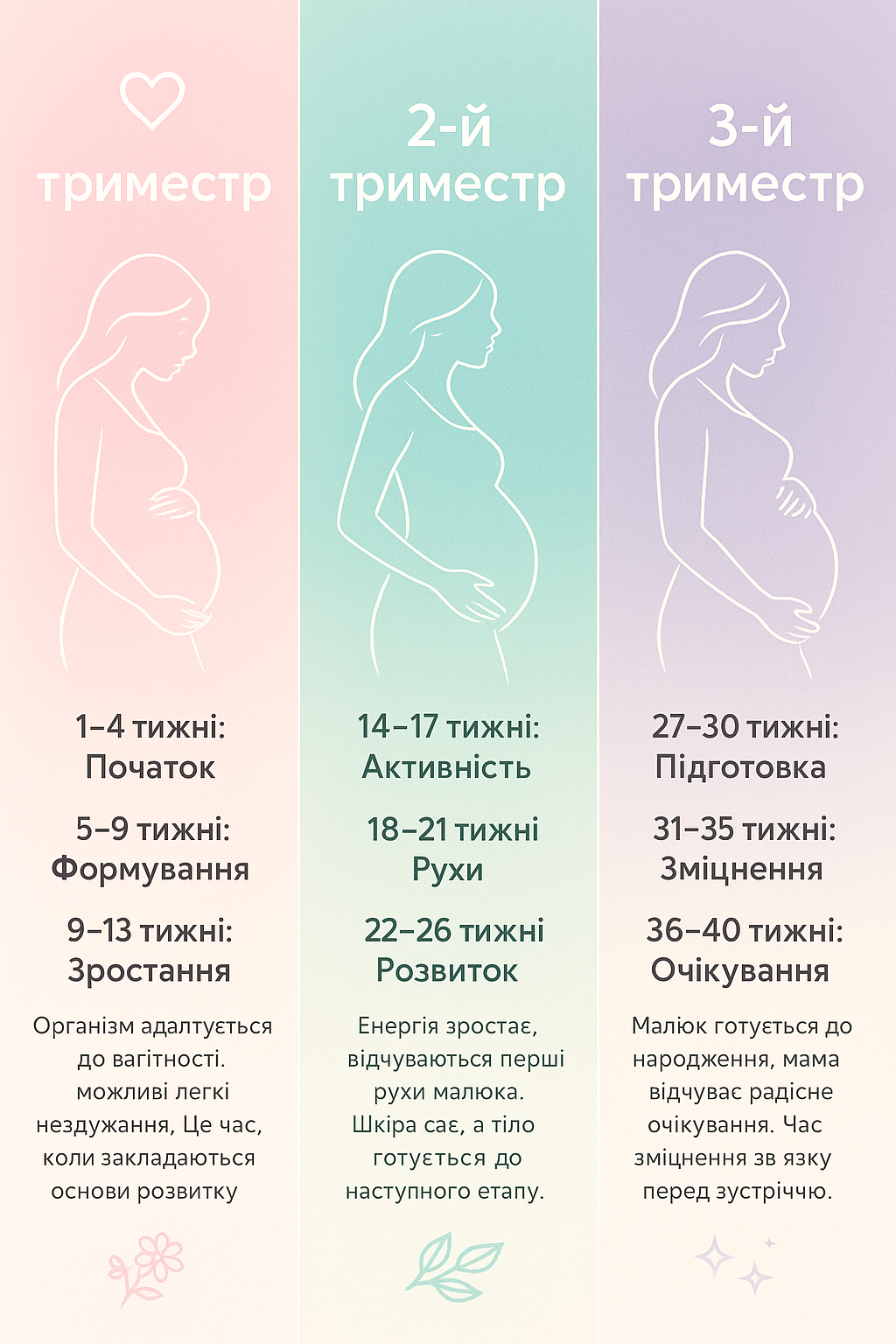 Триметра беременности
